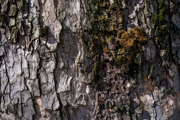 Relief texture of tree bark. old tree bark texture for a screensaver or design