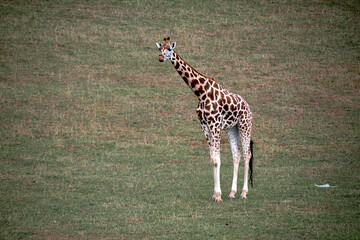 A lonely giraffe in the green grassland