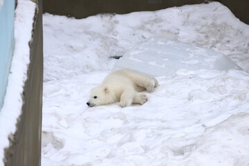 Polar bear cub on white snow background. © Anton Belovodchenko