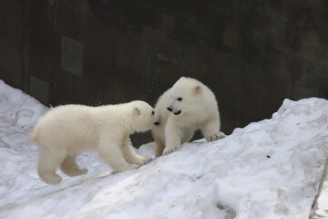 Obraz na płótnie Canvas Polar bear cub on white snow background.