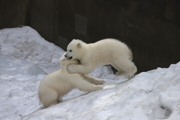 Obraz na płótnie Canvas Polar bear cub on white snow background.