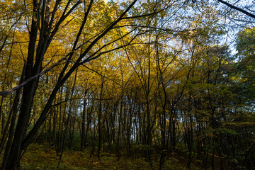 Yellowing and falling foliage of deciduous trees in autumn