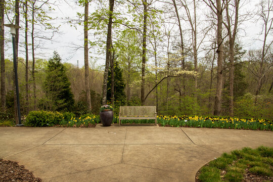 A Brown Wooden Bench On A Footpath In The Garden Surrounded Yellow Daffodils And Purple Tulips, Lush Green Trees, Grass And Plants At Atlanta Botanical Gardens In Gainesville Georgia USA