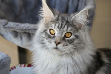 maine coon