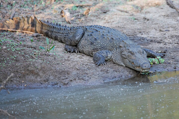 A mugger crocodile about to enter a murky river.