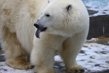 Polar bear mom feeding newborn cubs.