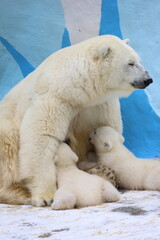 Polar bear mom feeding newborn cubs.