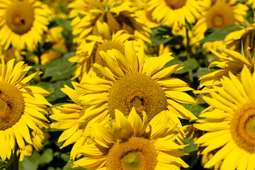 A large number of sunflowers blooming in the field in summer