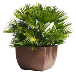 Palmier chamaerops humilis vulcano	