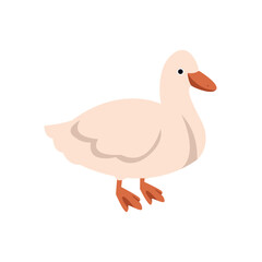 duck isolated on white background