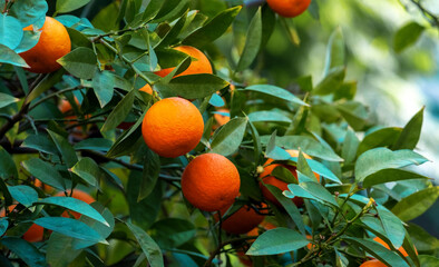 Close-up of mandarin fruits hanging on a branch. Selective focus. Blurred background.