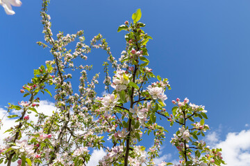 Trees blooming in the orchard in the spring season