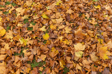 The yellowed foliage of deciduous trees that fell to the ground