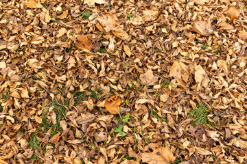Orange maple foliage after wind and leaf fall