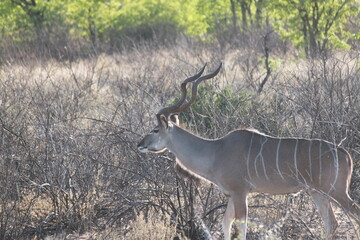Kudu 