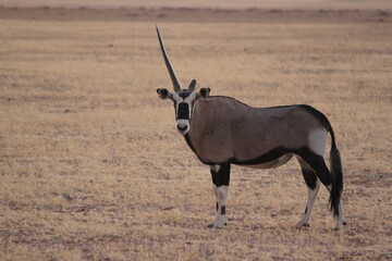 Oryx 
