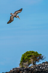 A Galapagos pelican feeding