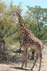 Giraffe