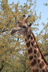 Giraffe
