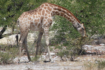 Giraffe