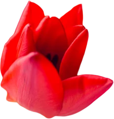 Foto op Plexiglas Picture of a flower © vectorfusionart