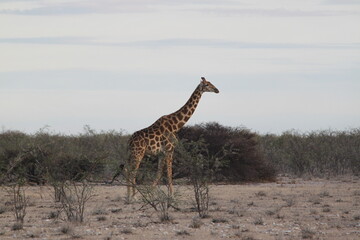 Giraffe