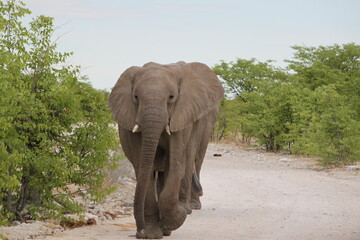 Elefant 