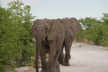 Fototapeta na wymiar Elefant 