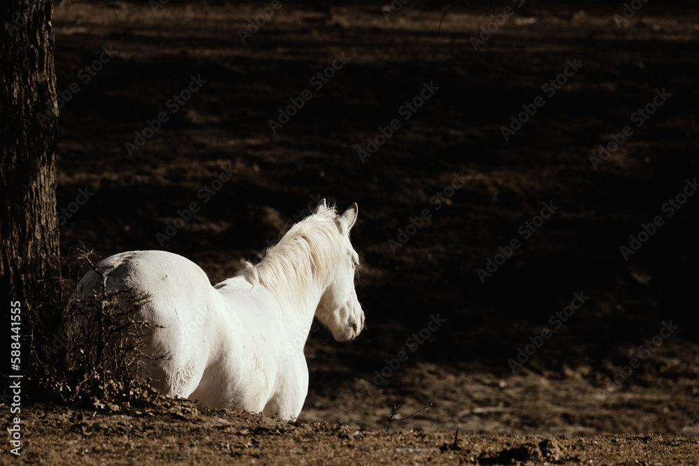Wall mural Young white horse isolated on dark background looking away with copy space. - Wall murals