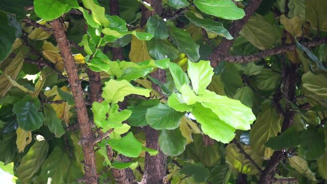 Ficus Lyrata (Also called fiddle leaf fig, ketapang biola) in garden