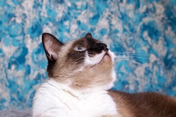 Siamese cat with blue eyes closeup portrait