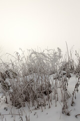 dry grass covered with snow after winter snowfalls