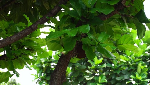 Ficus Lyrata (Also called fiddle leaf fig, ketapang biola) in garden