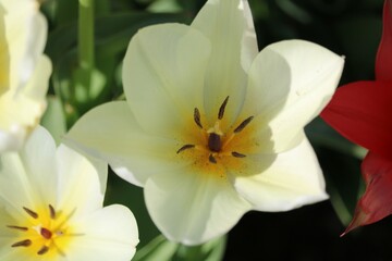 Fototapeta na wymiar Tulipa fosteriana