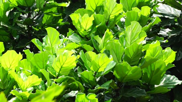 Ficus Lyrata (Also called fiddle leaf fig, ketapang biola) in garden