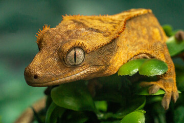 Gekko gecko, crested gecko - 588442735