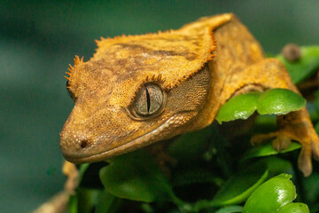 Gekko gecko, crested gecko - 588442764