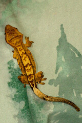 Gekko gecko, crested gecko - 588442774