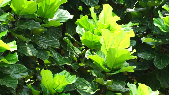 Ficus Lyrata (Also called fiddle leaf fig, ketapang biola) in garden