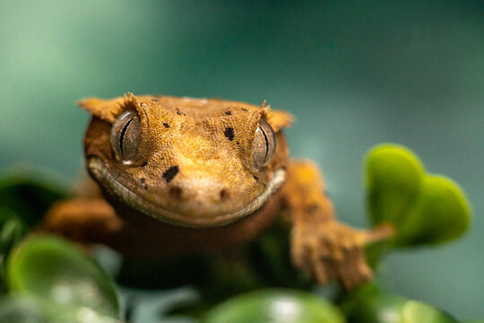 Kronengecko Bilder Durchsuchen 1,210 Archivfotos, und