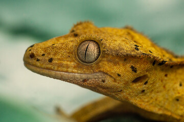 Gekko gecko, crested gecko - 588442902