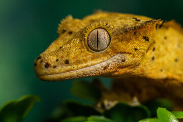 Gekko gecko, crested gecko - 588442917