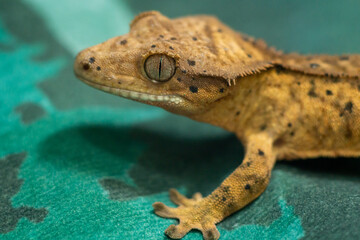 Gekko gecko, crested gecko - 588443328