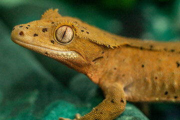 Gekko gecko, crested gecko - 588443547