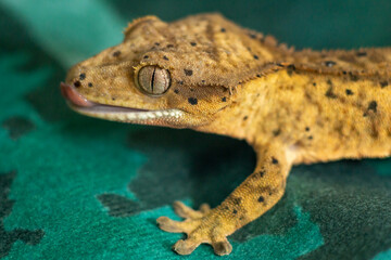 Gekko gecko, crested gecko - 588443563