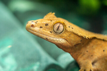 Gekko gecko, crested gecko - 588443576