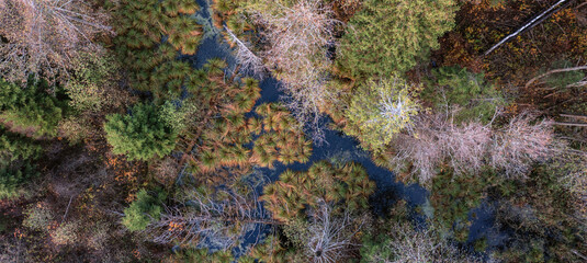 Aerial drone view over beautiful autumn forest and swamp landscape. Colourful trees in the wood.