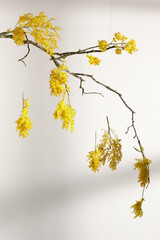 Obraz premium Hanging yellow mimosa flowers against white wall with shadows on it. Concept of women's or mothers day. Flower composition for interior decoration. Spring concept.