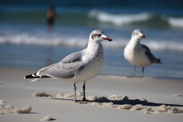 Obraz premium Seagulls Scavenging For Food On The Beach. Generative AI