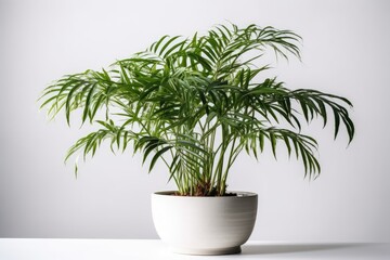 Parlor Palm Chamaedorea Elegans In A White Pot On A White Background. Generative AI
